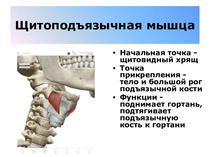 Щитоподъязычная мышца Начальная точка - щитовидный хрящ Точка прикрепления -