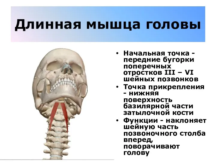 Длинная мышца головы Начальная точка - передние бугорки поперечных отростков