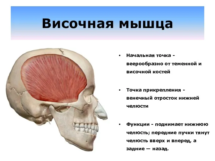 Височная мышца Начальная точка - веерообразно от теменной и височной