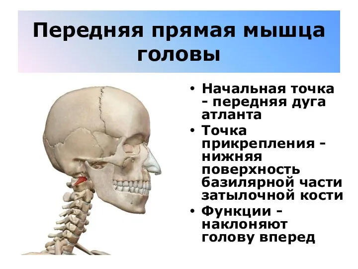 Передняя прямая мышца головы Начальная точка - передняя дуга атланта