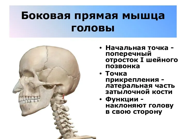 Боковая прямая мышца головы Начальная точка - поперечный отросток I