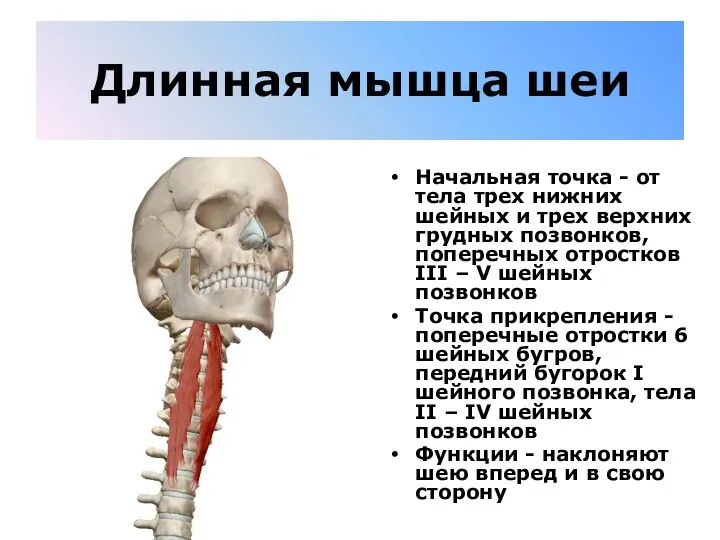 Длинная мышца шеи Начальная точка - от тела трех нижних