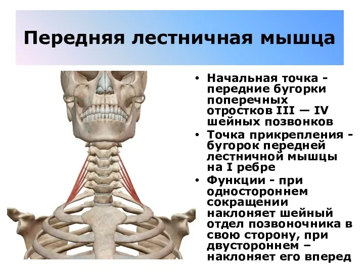 Передняя лестничная мышца Начальная точка - передние бугорки поперечных отростков