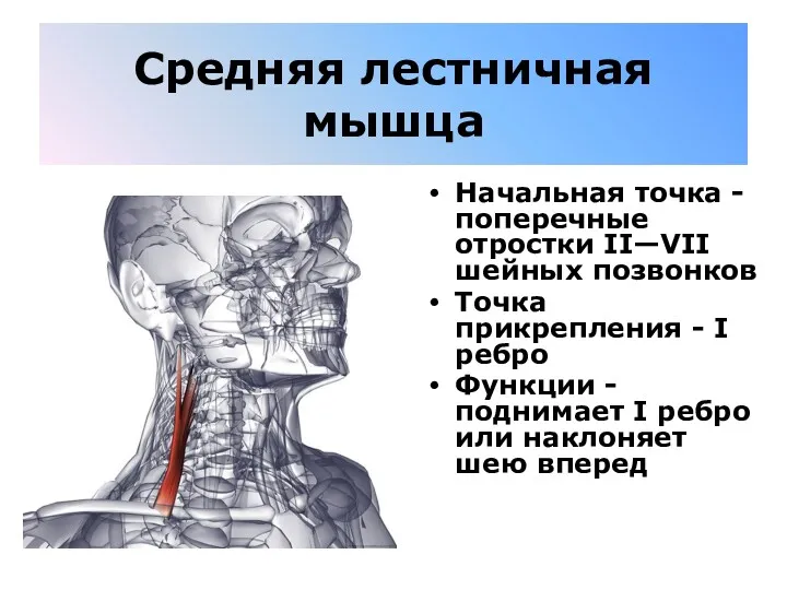 Средняя лестничная мышца Начальная точка - поперечные отростки II—VII шейных