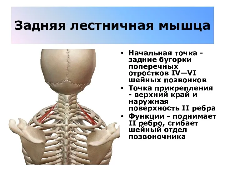 Задняя лестничная мышца Начальная точка - задние бугорки поперечных отростков