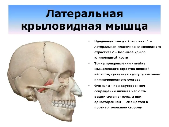 Латеральная крыловидная мышца Начальная точка - 2 головки: 1 –