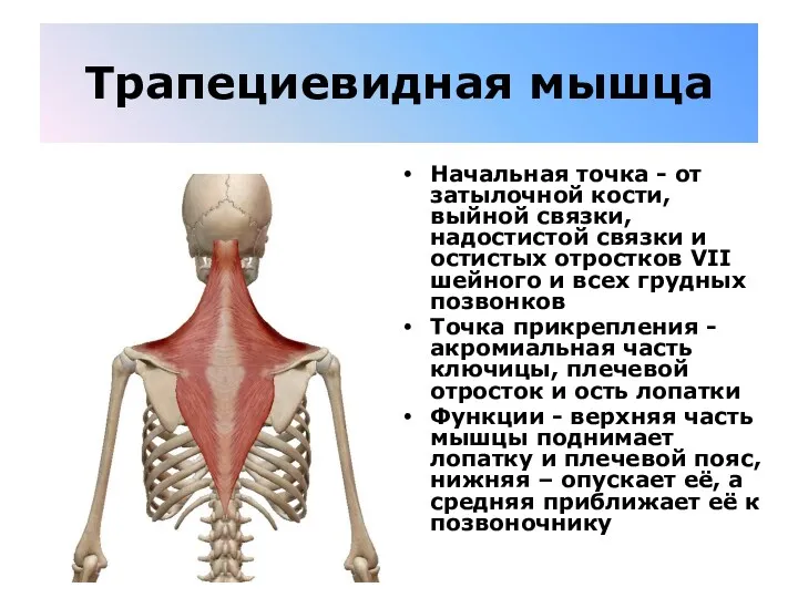 Трапециевидная мышца Начальная точка - от затылочной кости, выйной связки,