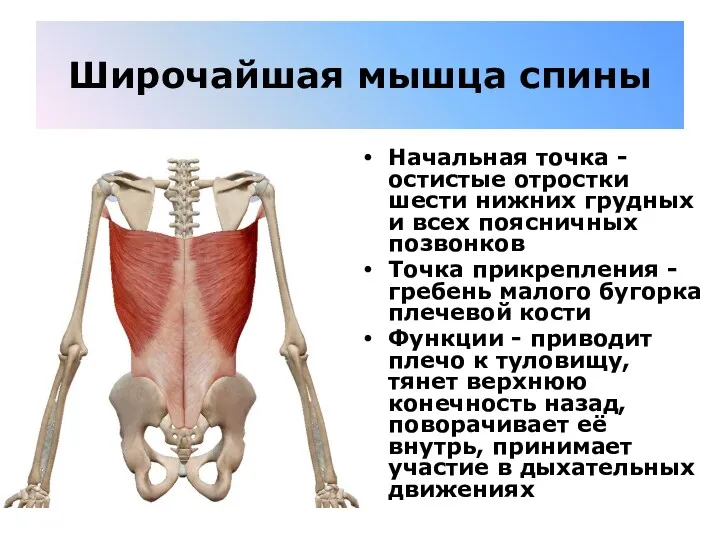 Широчайшая мышца спины Начальная точка - остистые отростки шести нижних