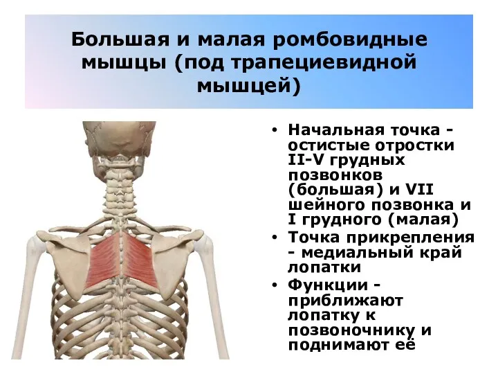 Большая и малая ромбовидные мышцы (под трапециевидной мышцей) Начальная точка