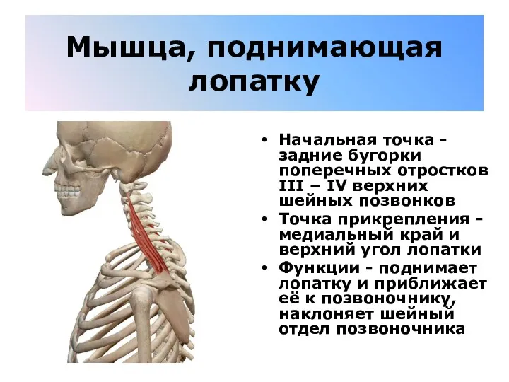 Мышца, поднимающая лопатку Начальная точка - задние бугорки поперечных отростков