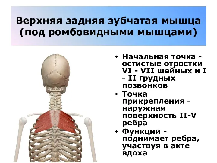 Верхняя задняя зубчатая мышца (под ромбовидными мышцами) Начальная точка -