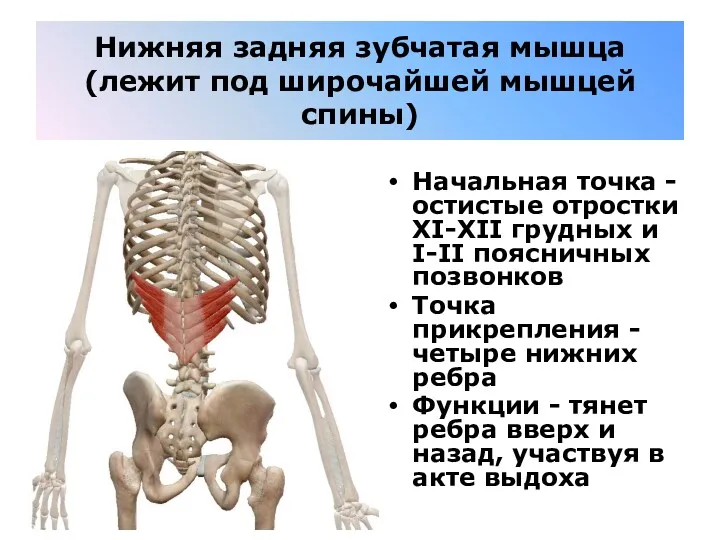 Нижняя задняя зубчатая мышца (лежит под широчайшей мышцей спины) Начальная