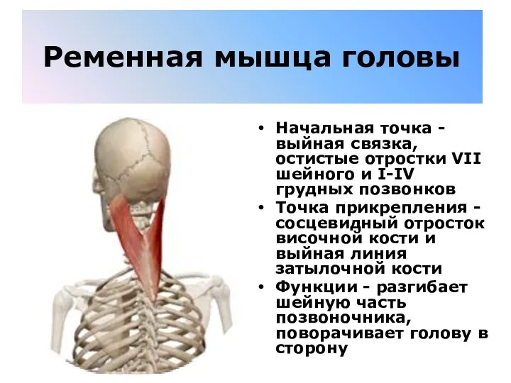 Ременная мышца головы Начальная точка - выйная связка, остистые отростки