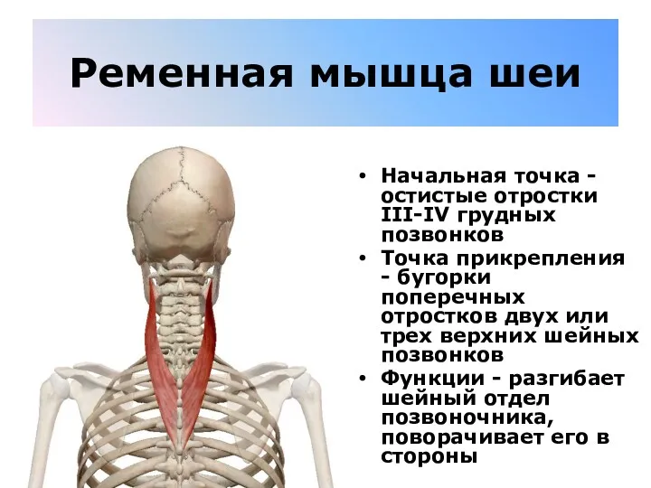 Ременная мышца шеи Начальная точка - остистые отростки III-IV грудных