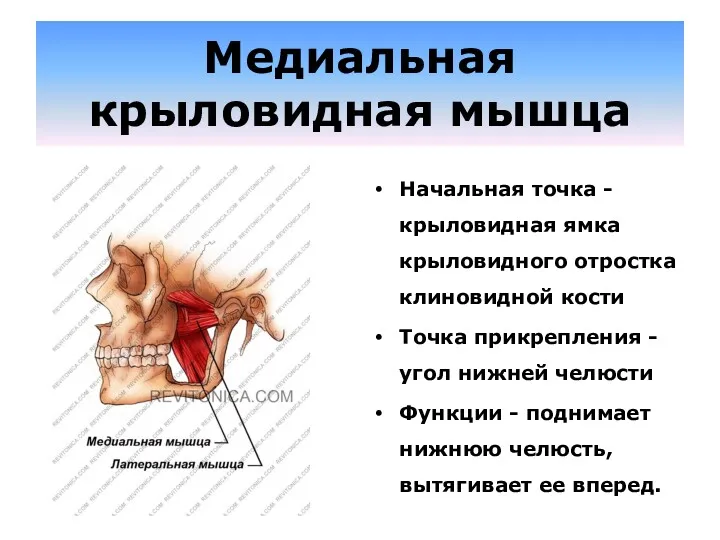 Медиальная крыловидная мышца Начальная точка - крыловидная ямка крыловидного отростка