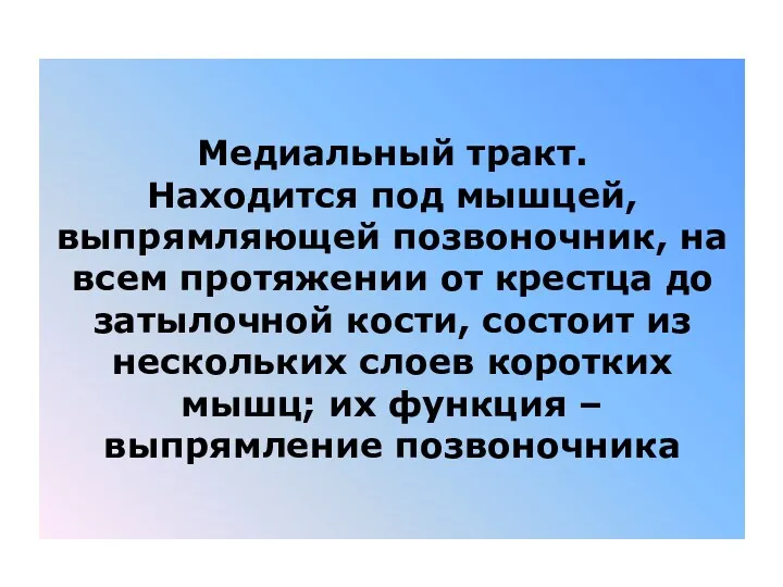 Медиальный тракт. Находится под мышцей, выпрямляющей позвоночник, на всем протяжении