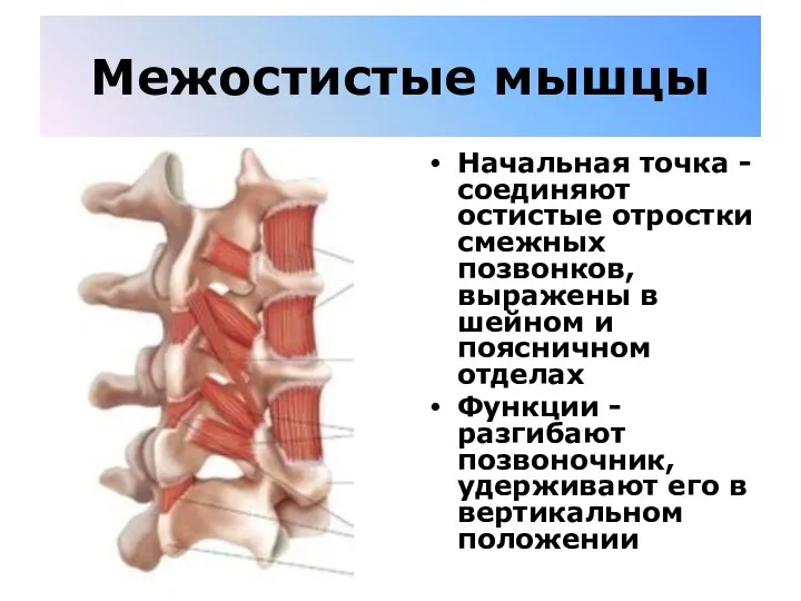 Межостистые мышцы Начальная точка - соединяют остистые отростки смежных позвонков,