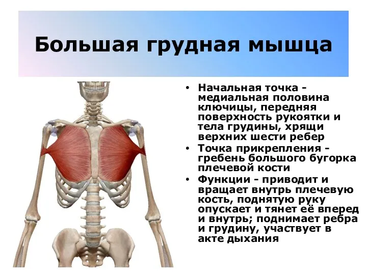 Большая грудная мышца Начальная точка - медиальная половина ключицы, передняя