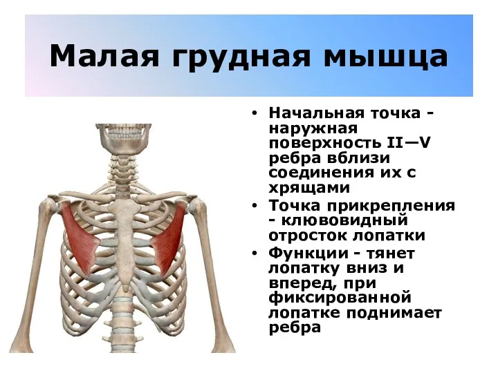 Малая грудная мышца Начальная точка - наружная поверхность II—V ребра