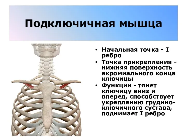 Подключичная мышца Начальная точка - I ребро Точка прикрепления -