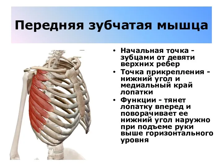 Передняя зубчатая мышца Начальная точка - зубцами от девяти верхних