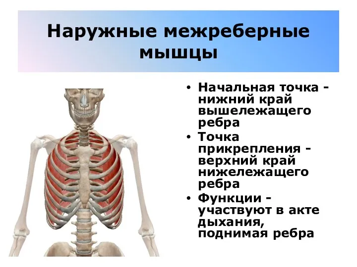 Наружные межреберные мышцы Начальная точка - нижний край вышележащего ребра