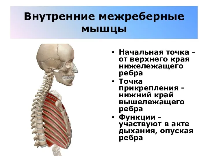 Внутренние межреберные мышцы Начальная точка - от верхнего края нижележащего