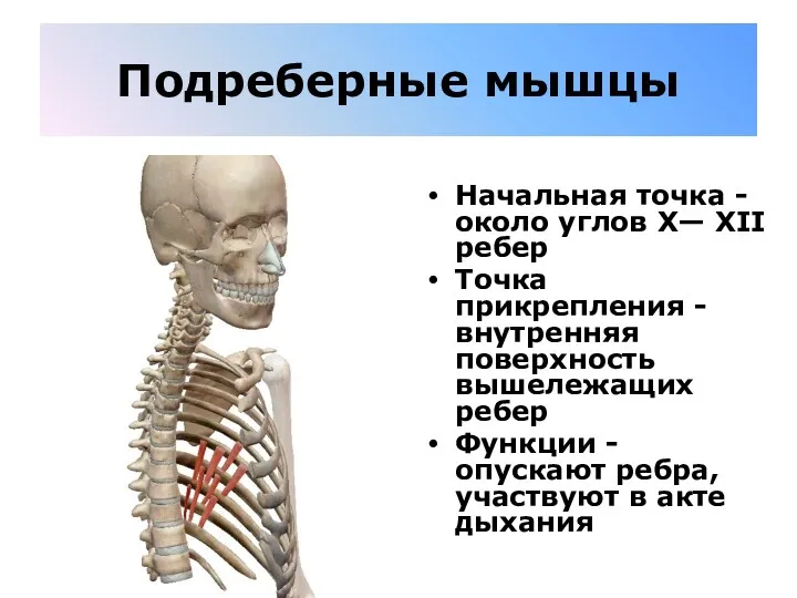 Подреберные мышцы Начальная точка - около углов X— XII ребер