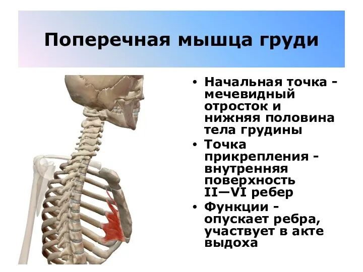 Поперечная мышца груди Начальная точка - мечевидный отросток и нижняя