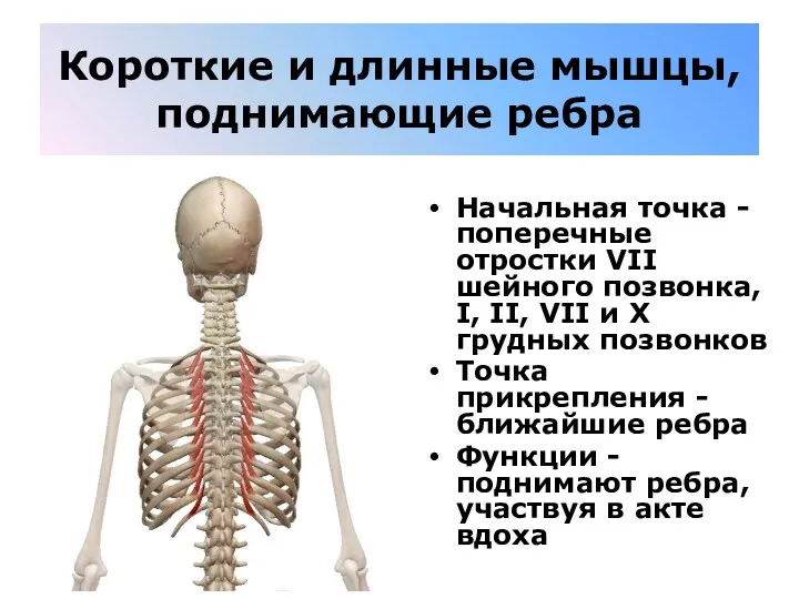 Короткие и длинные мышцы, поднимающие ребра Начальная точка - поперечные