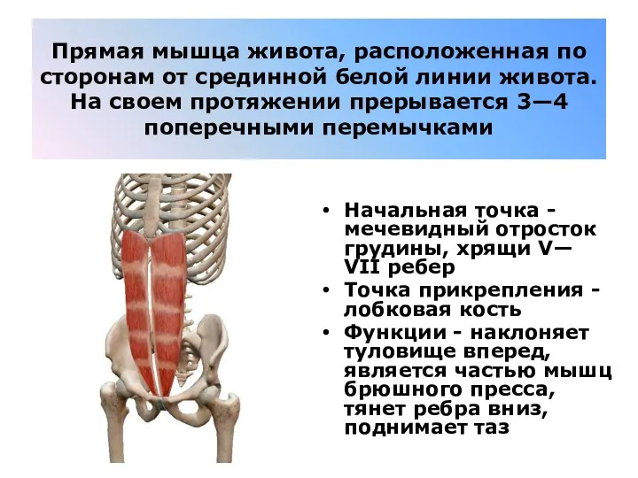 Прямая мышца живота, расположенная по сторонам от срединной белой линии