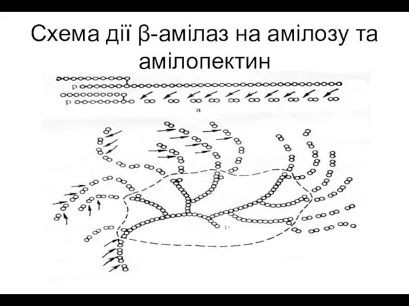 Схема дії β-амілаз на амілозу та амілопектин