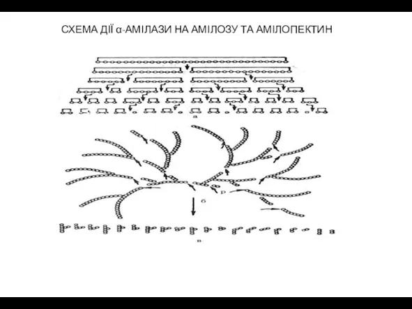 СХЕМА ДІЇ α-АМІЛАЗИ НА АМІЛОЗУ ТА АМІЛОПЕКТИН