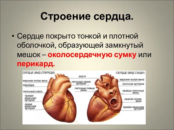 Строение сердца. Сердце покрыто тонкой и плотной оболочкой, образующей замкнутый мешок – околосердечную сумку или перикард.