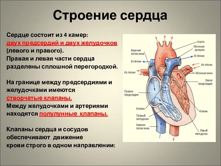 Строение сердца Сердце состоит из 4 камер: двух предсердий и