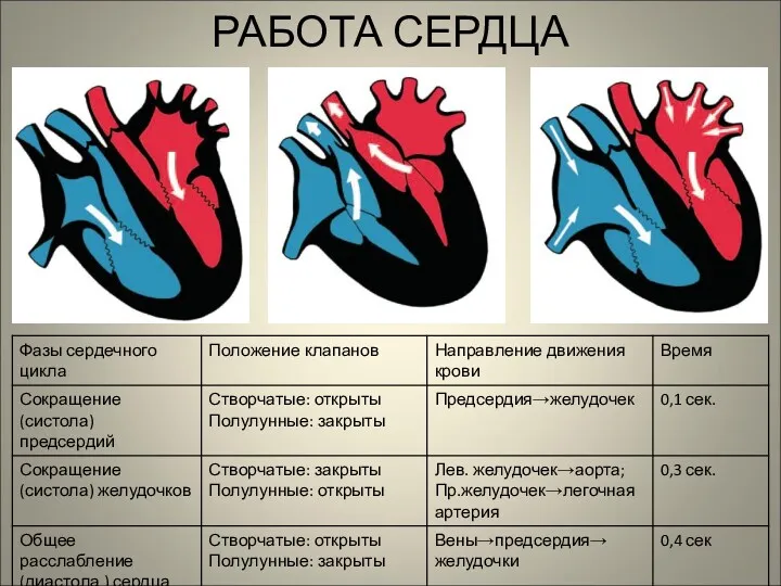 РАБОТА СЕРДЦА