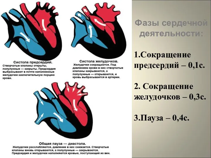 Фазы сердечной деятельности: 1.Сокращение предсердий – 0,1с. 2. Сокращение желудочков – 0,3с. 3.Пауза – 0,4с.