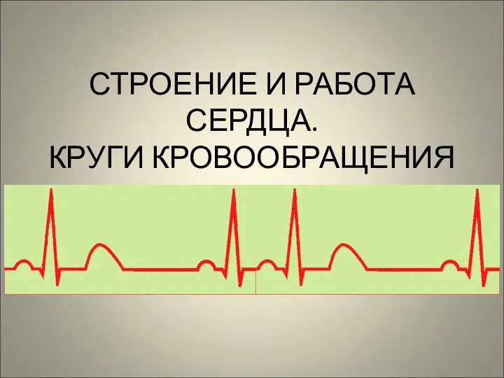 СТРОЕНИЕ И РАБОТА СЕРДЦА. КРУГИ КРОВООБРАЩЕНИЯ