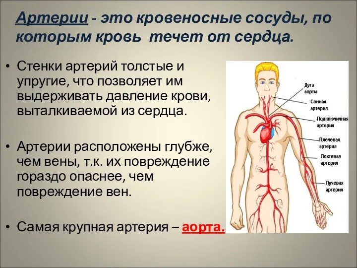 Артерии - это кровеносные сосуды, по которым кровь течет от