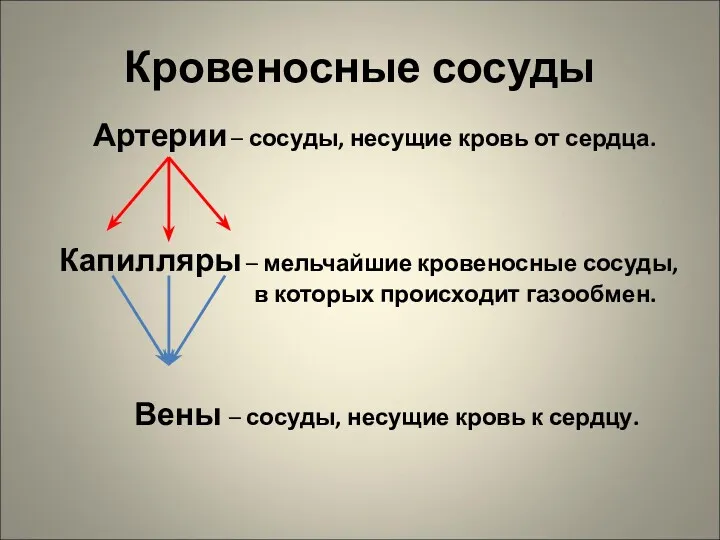 Кровеносные сосуды Артерии – сосуды, несущие кровь от сердца. Капилляры