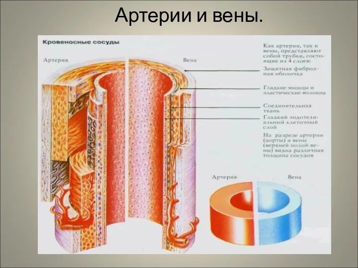 Артерии и вены.