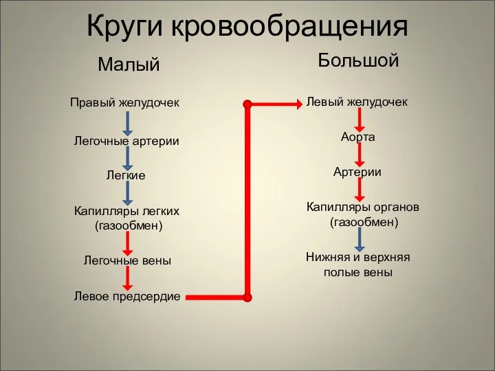 Круги кровообращения Малый Большой Правый желудочек Легочные артерии Легкие Капилляры