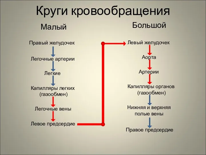 Круги кровообращения Малый Большой Правый желудочек Легочные артерии Легкие Капилляры