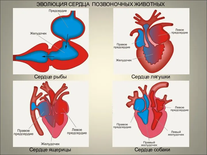 ЭВОЛЮЦИЯ СЕРДЦА ПОЗВОНОЧНЫХ ЖИВОТНЫХ Сердце рыбы Сердце лягушки Сердце ящерицы Сердце собаки