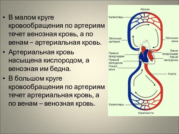 В малом круге кровообращения по артериям течет венозная кровь, а