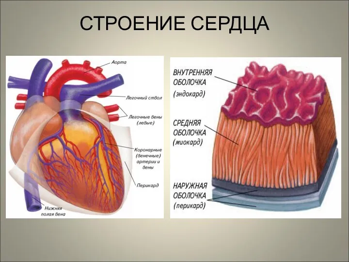 СТРОЕНИЕ СЕРДЦА