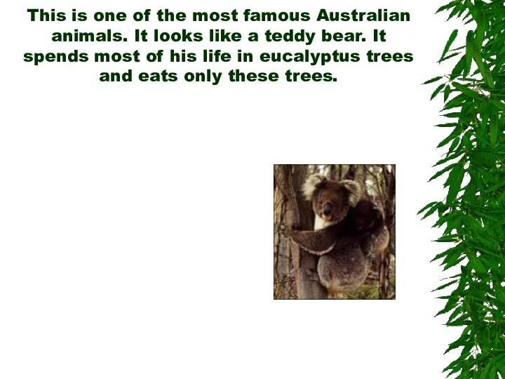 This is one of the most famous Australian animals. It