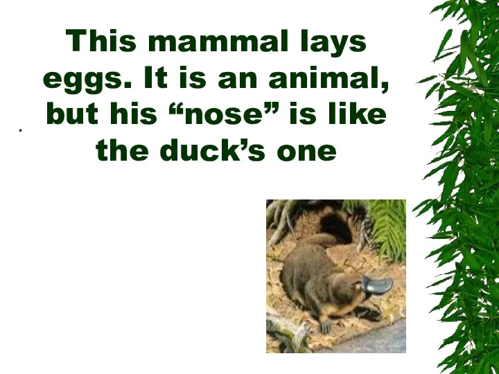 This mammal lays eggs. It is an animal, but his