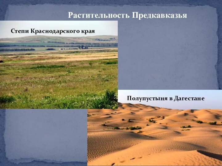 Растительность Предкавказья Степи Краснодарского края Полупустыня в Дагестане