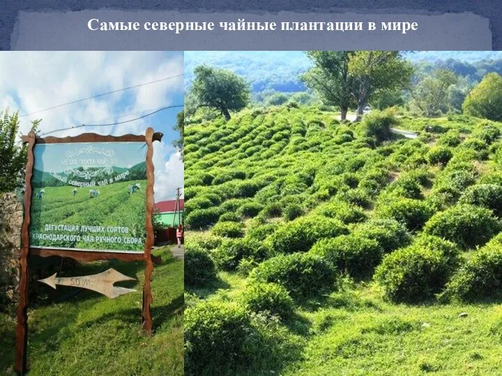 Самые северные чайные плантации в мире